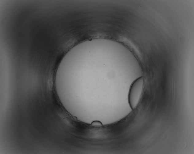 X0000088130065200705141006