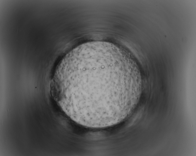 X0000088130307200705141003
