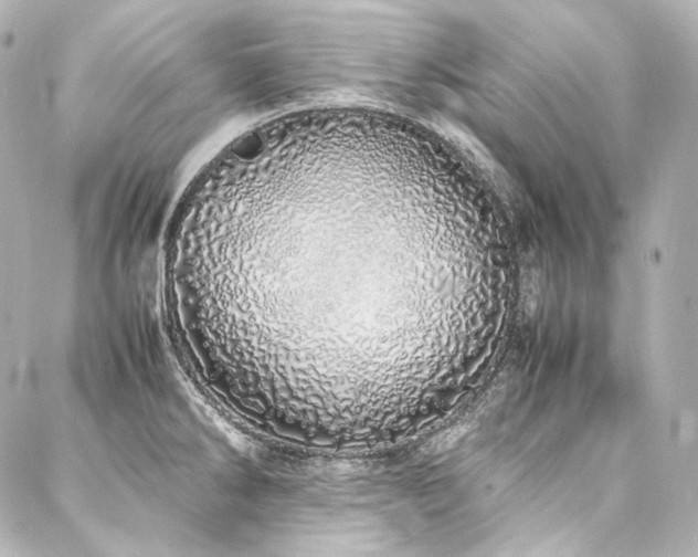 X0000088131286200705141433