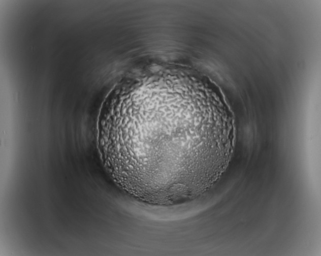 X0000088130030200705211124