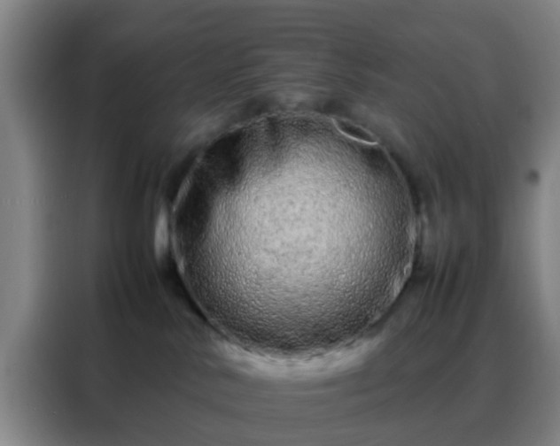 X0000088130042200705211124