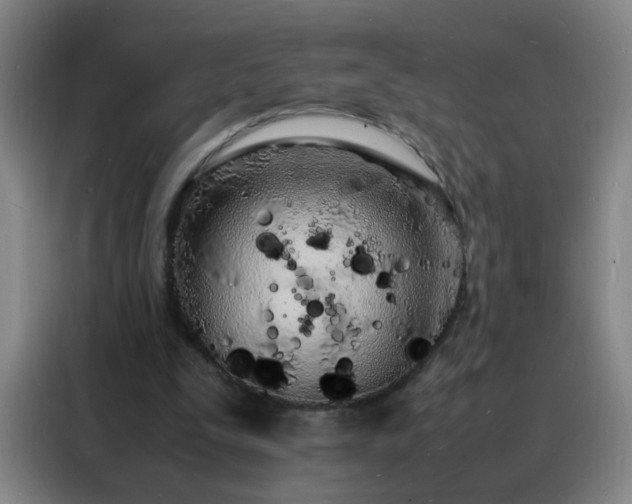 X0000088130295200705211121