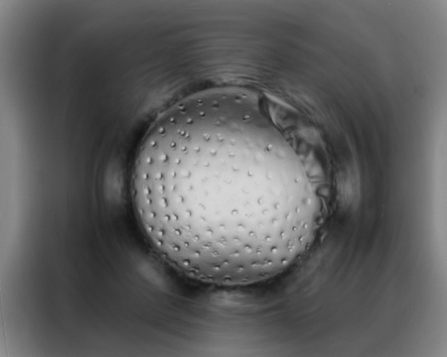 X0000088130408200705211120