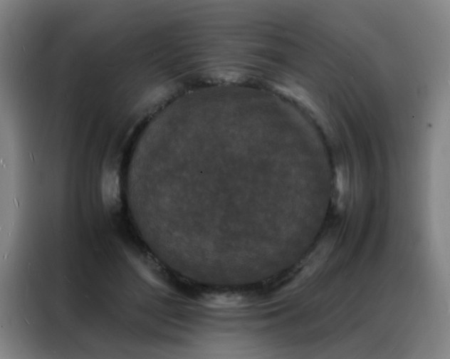 X0000088130500200705211118