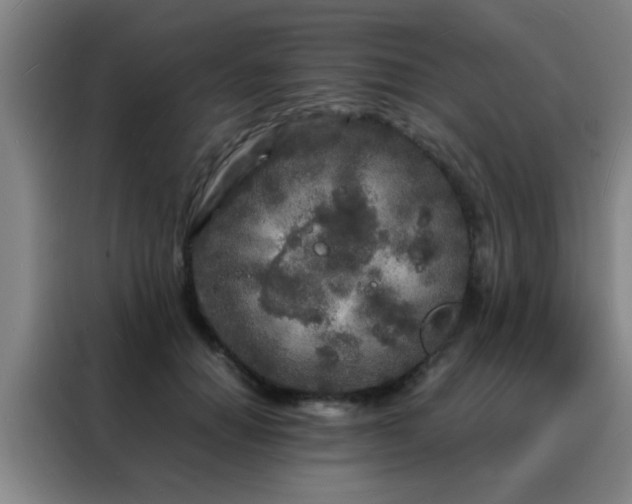 X0000088130654200705211116