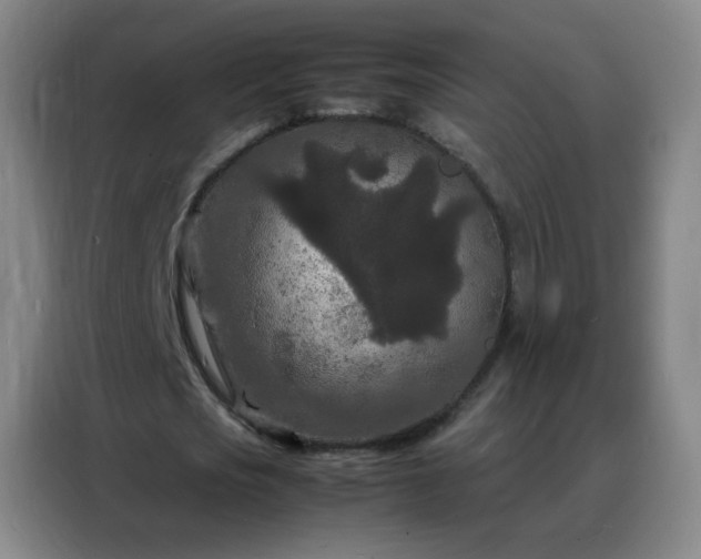 X0000088130721200705211115