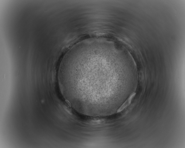 X0000088130760200705211115