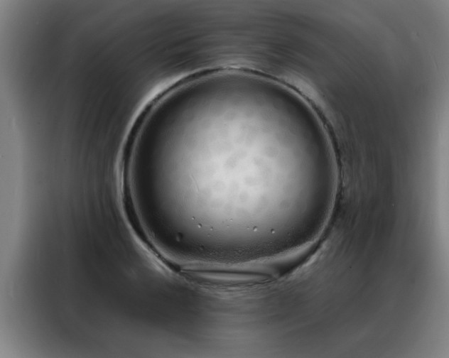 X0000088131032200705211111