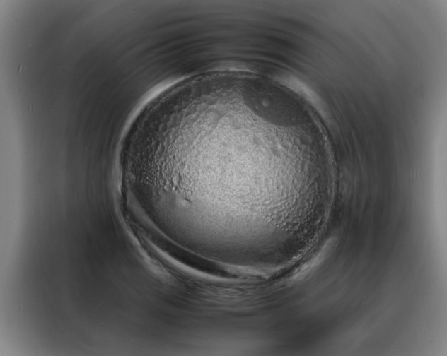 X0000088131125200705211110