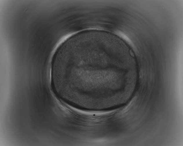 X0000088131323200705211108