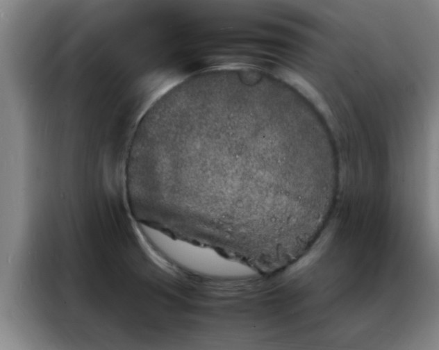 X0000088131425200705211106