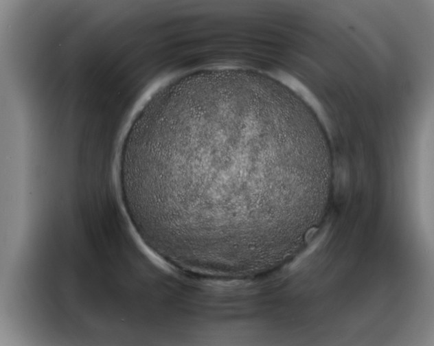 X0000088131429200705211106