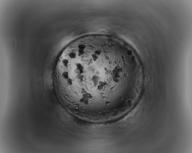 X0000088131455200705211106