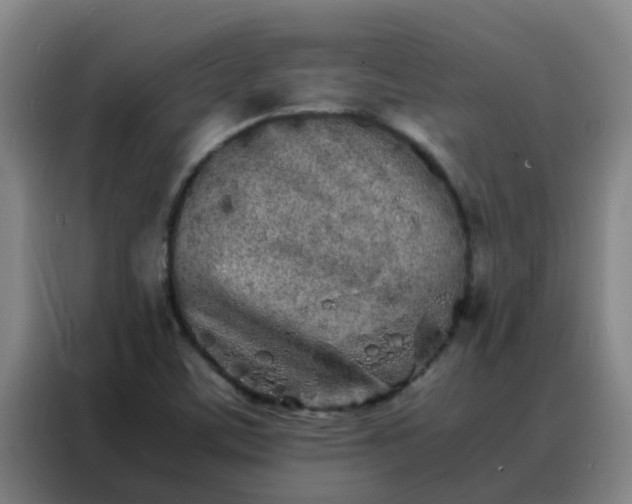X0000088131459200705211106