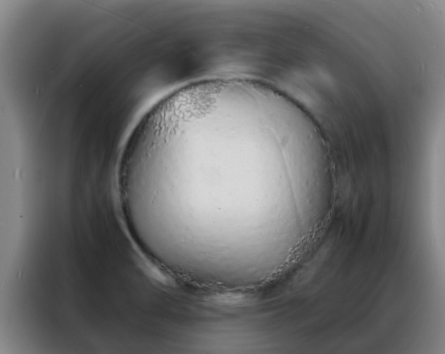 X0000088131470200705211106