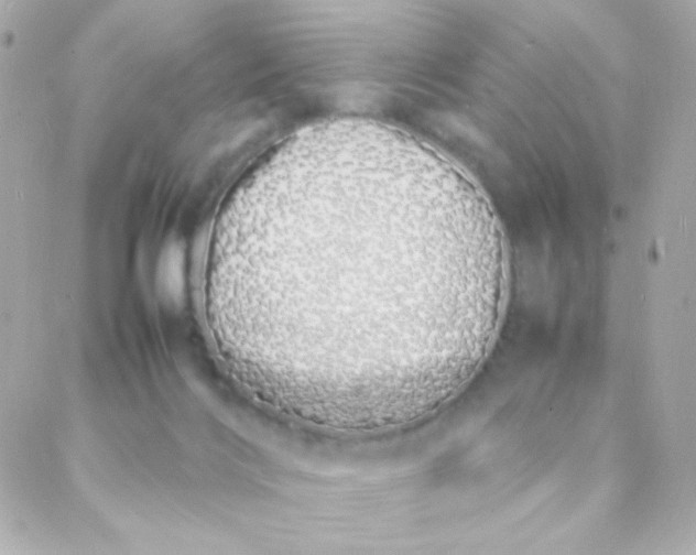 X0000088130028200705291344