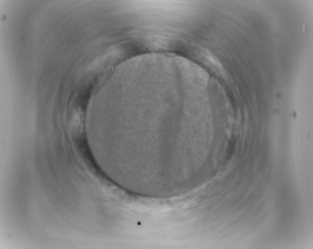 X0000088130029200705291344