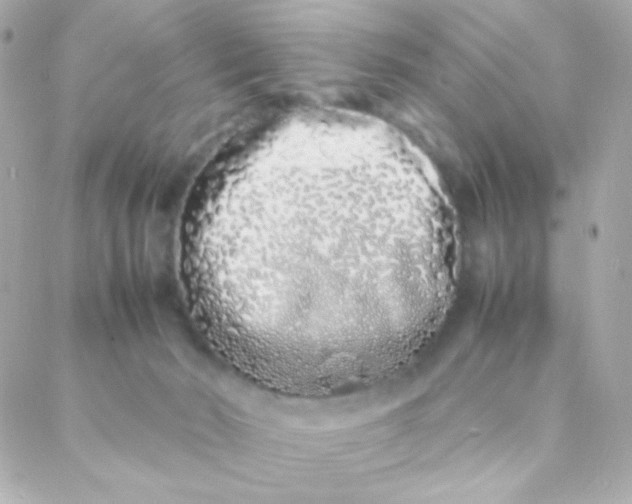 X0000088130030200705291344