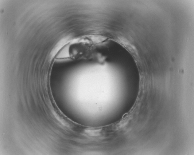 X0000088130051200705291343