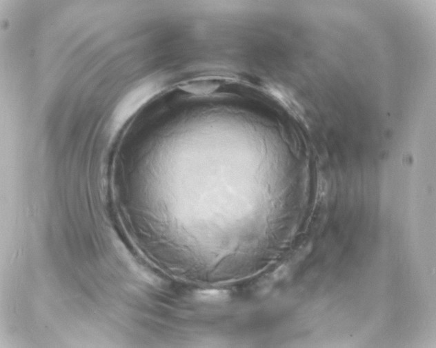 X0000088130053200705291343