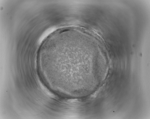 X0000088130054200705291343