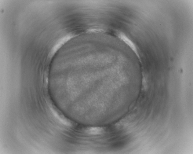 X0000088130059200705291343