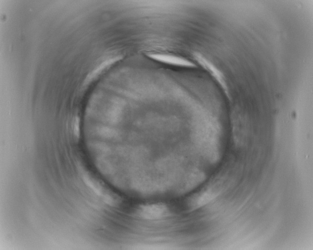 X0000088130067200705291343