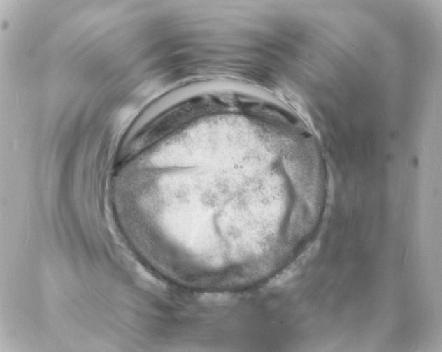 X0000088130145200705291341