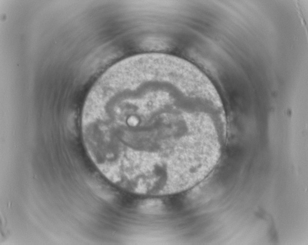 X0000088130162200705291342