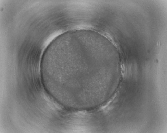 X0000088130196200705291341