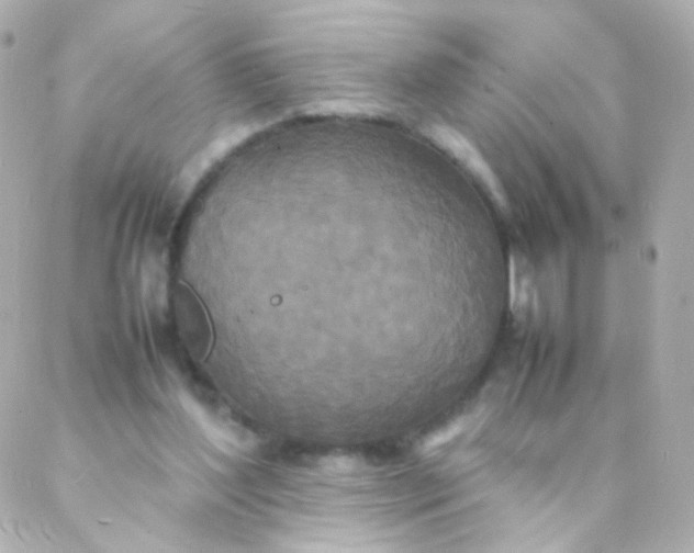 X0000088130204200705291341