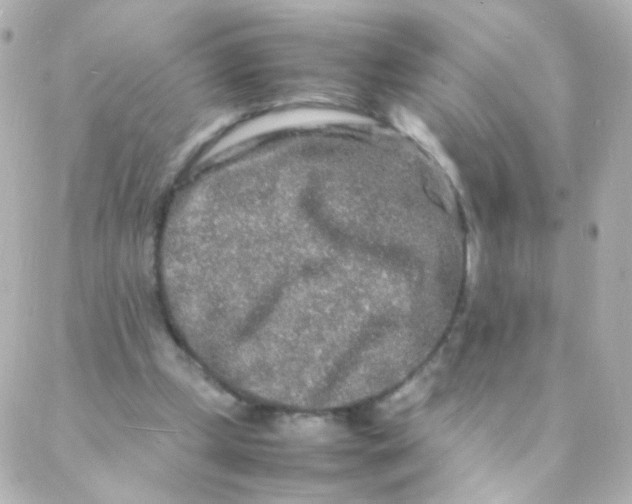 X0000088130249200705291340