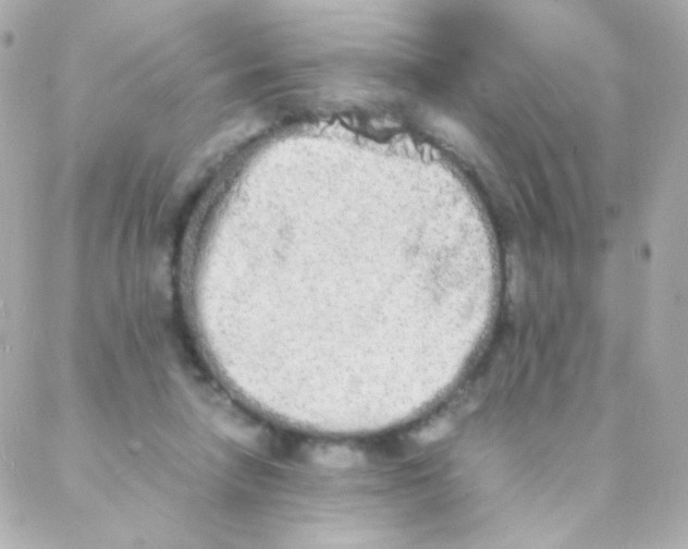 X0000088130258200705291340