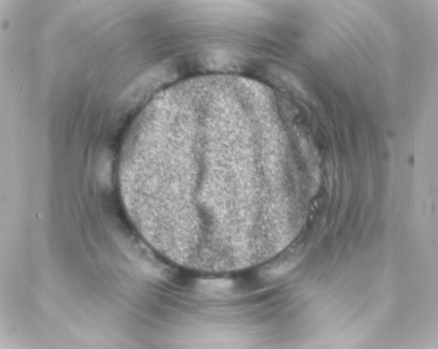 X0000088130266200705291340