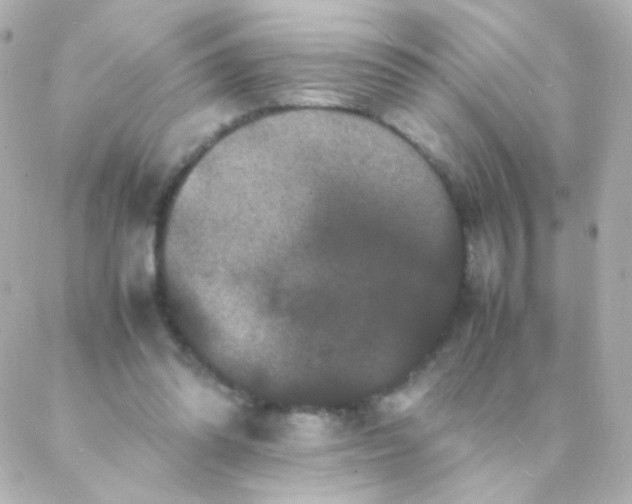 X0000088130302200705291339