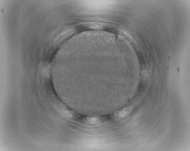 X0000088130325200705291339