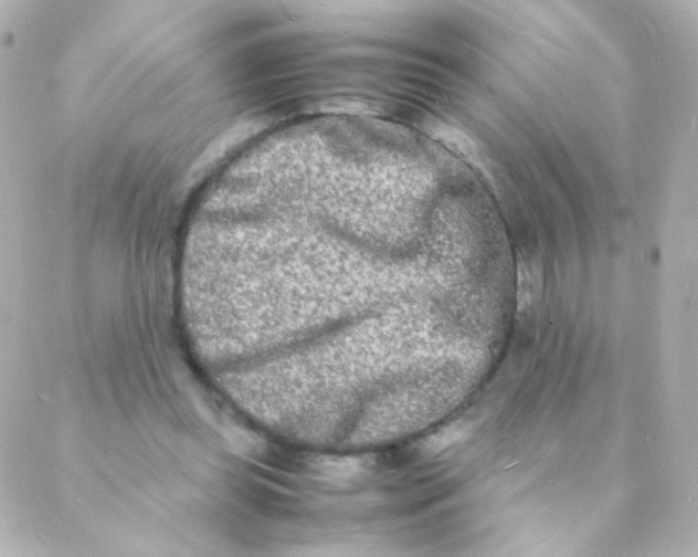 X0000088130349200705291338