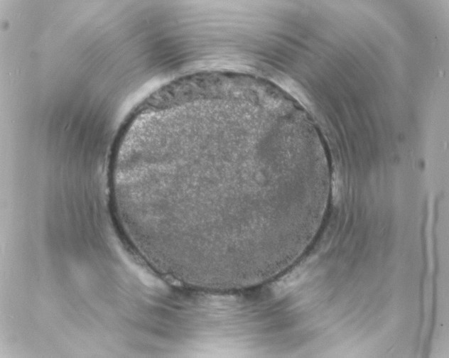 X0000088130438200705291337