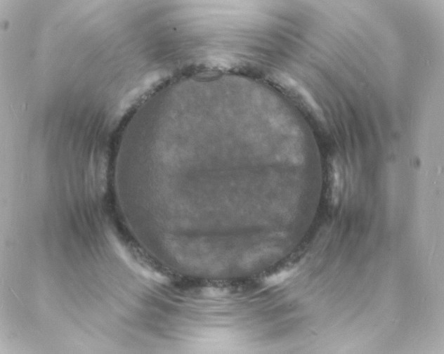 X0000088130496200705291336