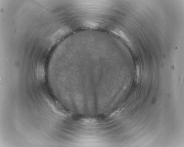 X0000088130500200705291336