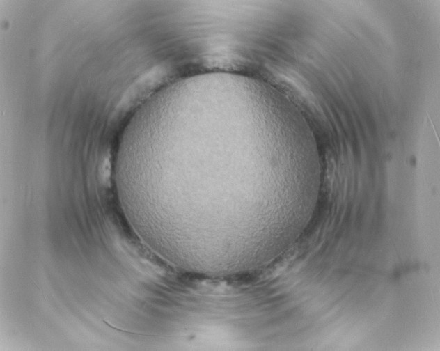 X0000088130502200705291336