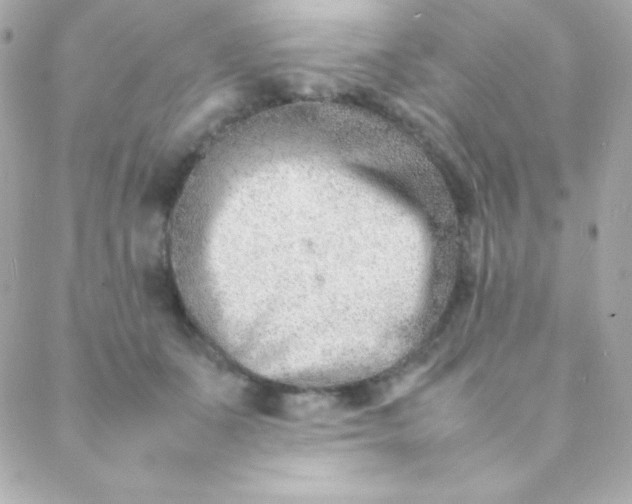 X0000088130511200705291336