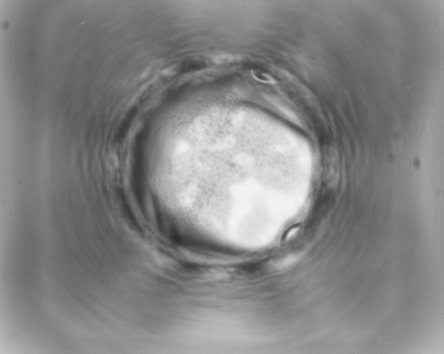 X0000088130523200705291336