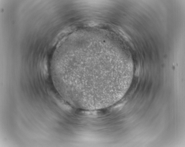 X0000088130524200705291336