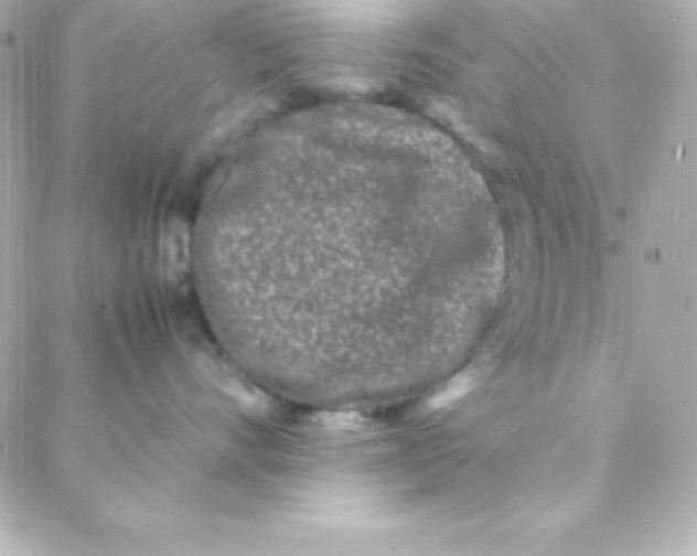 X0000088130528200705291336