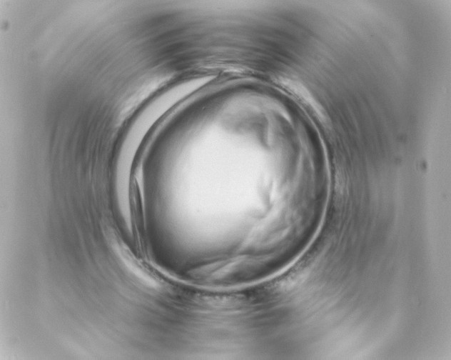 X0000088130533200705291335