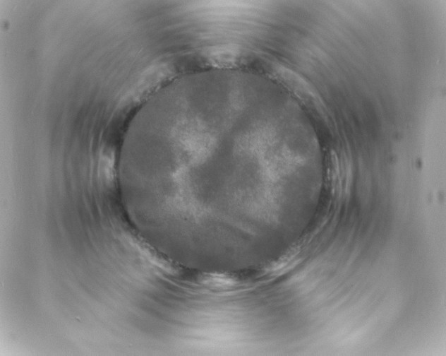 X0000088130610200705291334