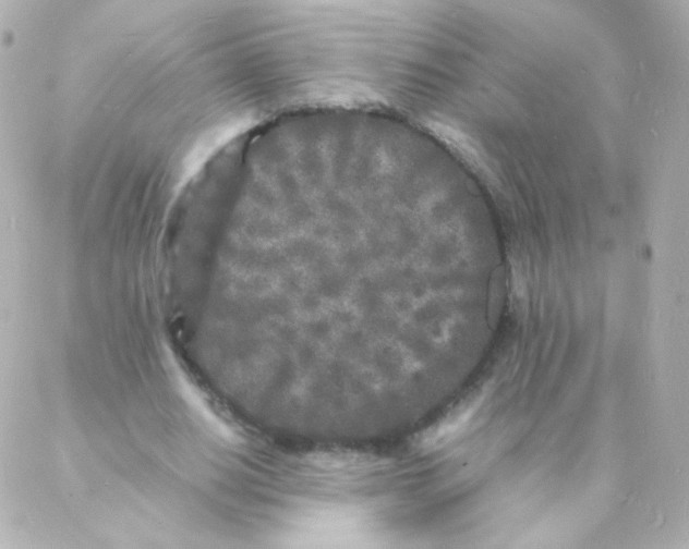 X0000088130630200705291334