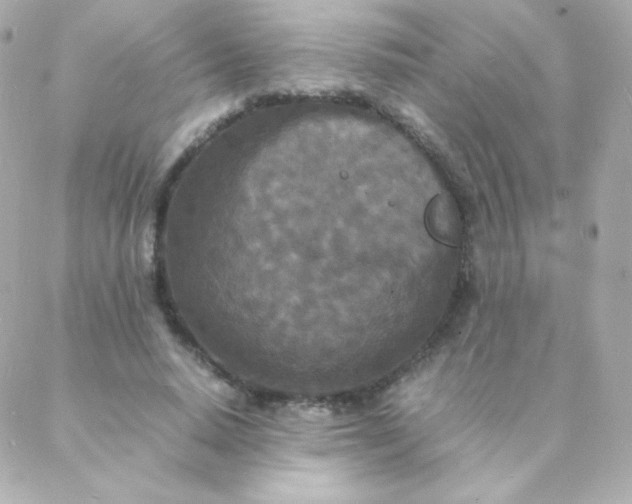 X0000088130640200705291334