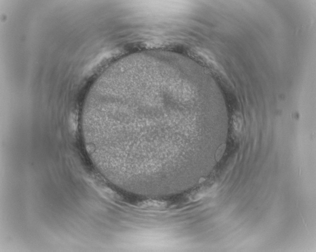 X0000088130691200705291333